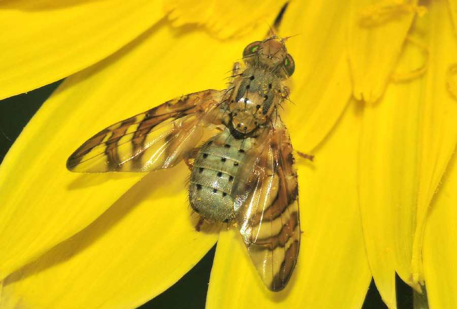 Thephitidae: Maschio di Orellia sp.